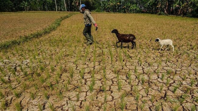 Waspadai Dampak Kemarau Panjang Terhadap Inflasi