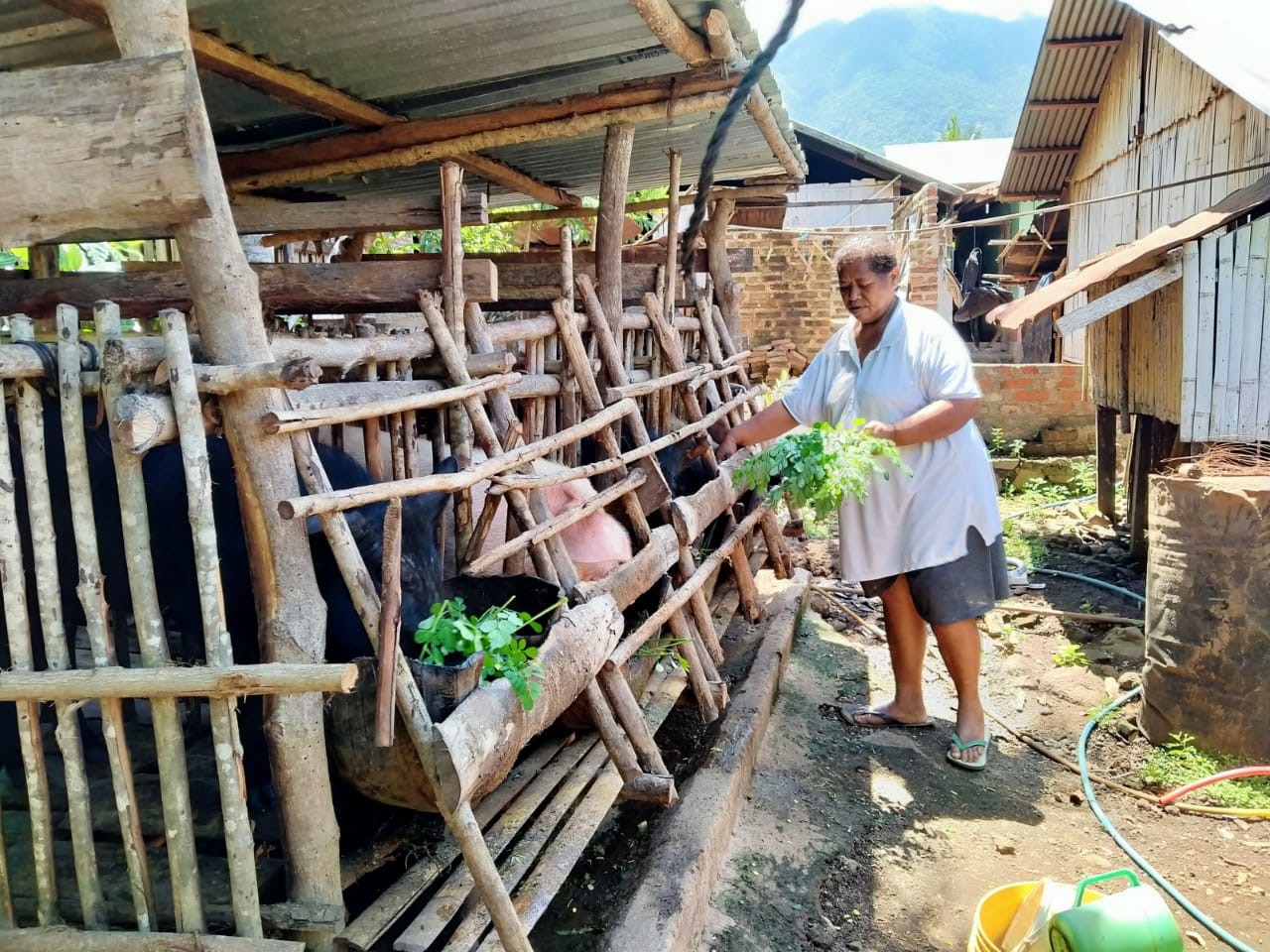 Di Desa Wailolong Daun Kelor untuk Makanan Babi