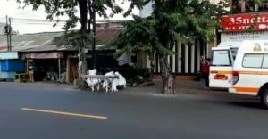 WNA Tewas di Jalan Imam Bonjol Denpasar