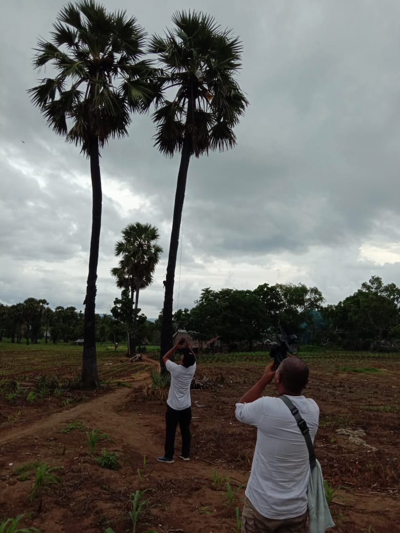 Pohon Lontar Menjulang Tinggi di Kebun Sang Tuna Netra