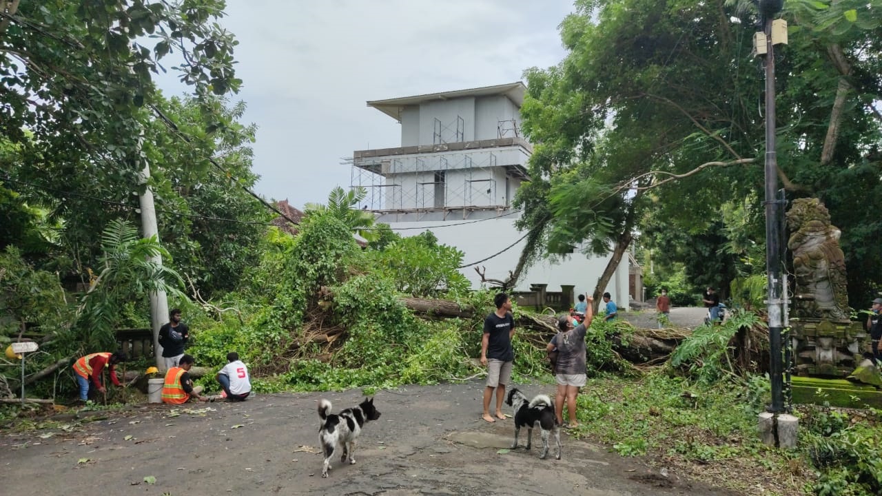 Pohon Tumbang