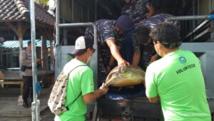 penyelundupan penyu hijau