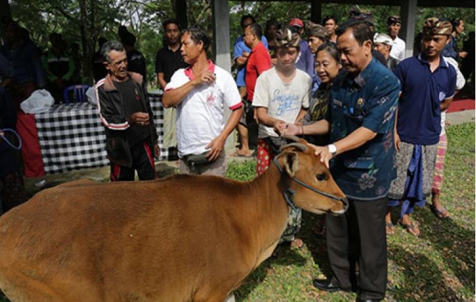 Bantuan Ternak di Gianyar Dihentikan,…