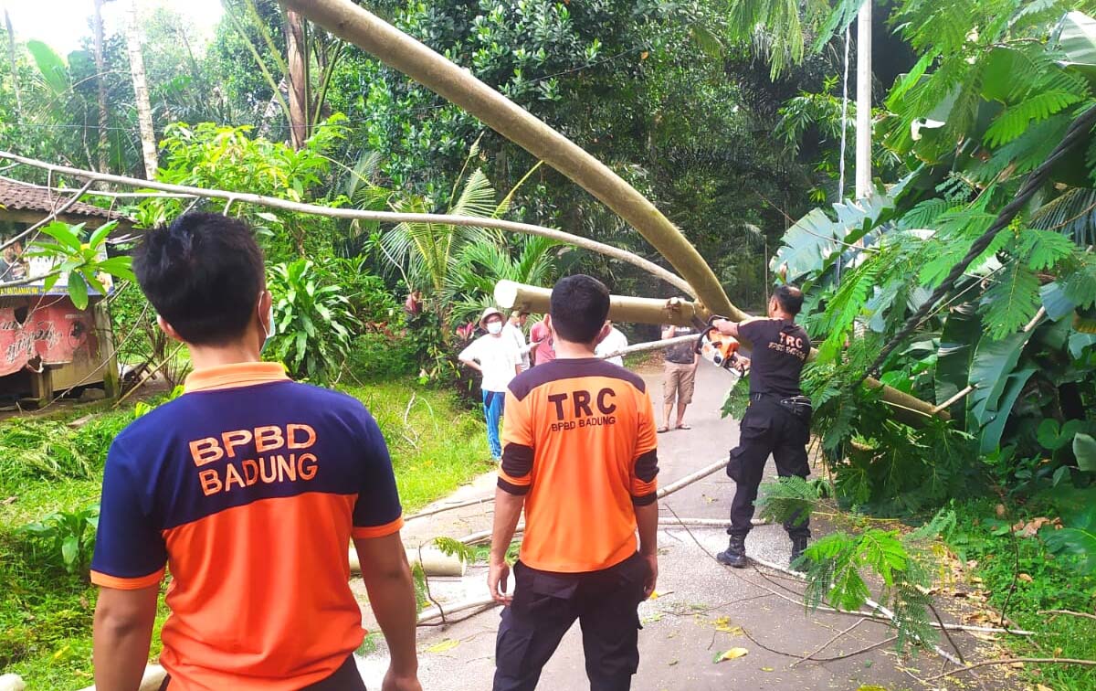 TRC BPBD Kabupaten Badung melakukan penanganan pohon yang tumbang