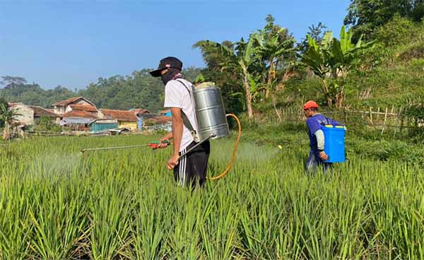 Asuransi Usaha Tani Padi (AUTP) melindungi petani dengan memberikan pertanggungan ketika gagal panen