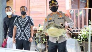 Penyelundupan penyu hijau
