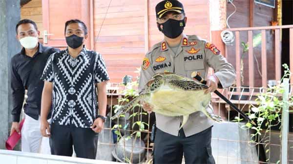 Penyelundupan penyu hijau
