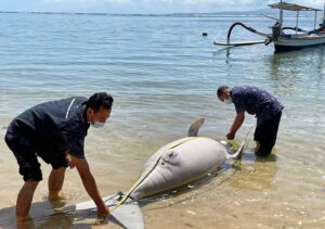 ikan duyng terdampar di pantai sanur
