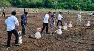 jokowi tanam jagung