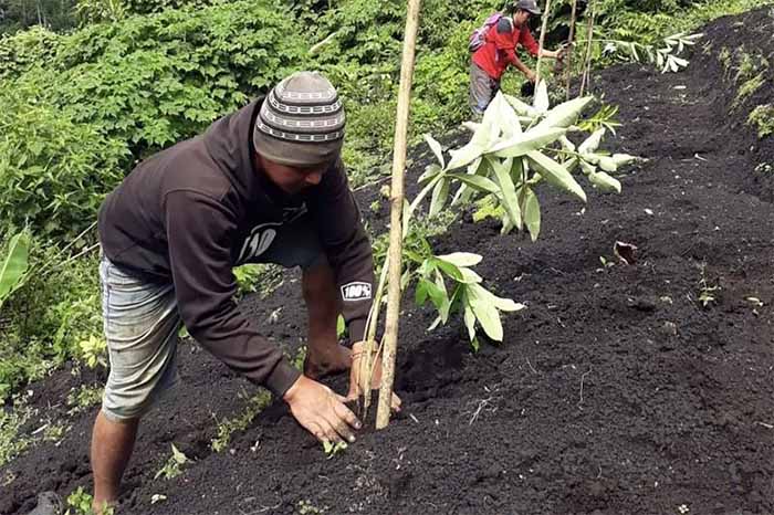petani menanam pohon dalam pragram hutan masa depan
