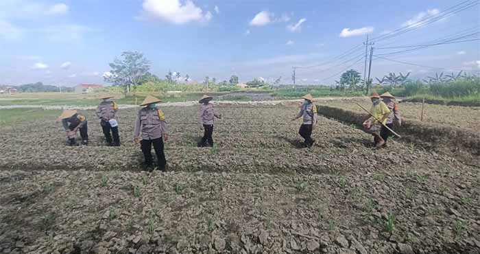 polsek abiansemal lakukan pemupukan jagung