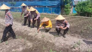 Perkuat Ketahanan pangan, Polsek Abiansemal Lakukan Pemupukan Tanaman Jagung
