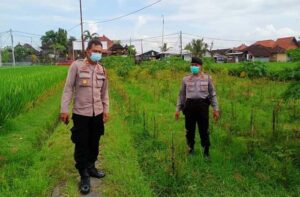 Waka Polsek Mengwi Cek Lahan Kurang Produktif