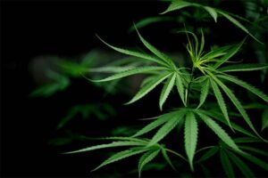 Ilustrasi ganja