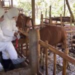 Petugas sedang vaksinasi sapi di salah satu desa di Buleleng, Jumat pagi (8/7/2022). M-006