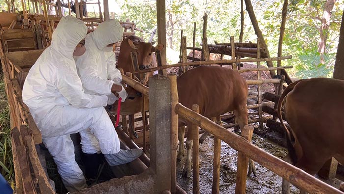 Petugas sedang vaksinasi sapi di salah satu desa di Buleleng, Jumat pagi (8/7/2022). M-006
