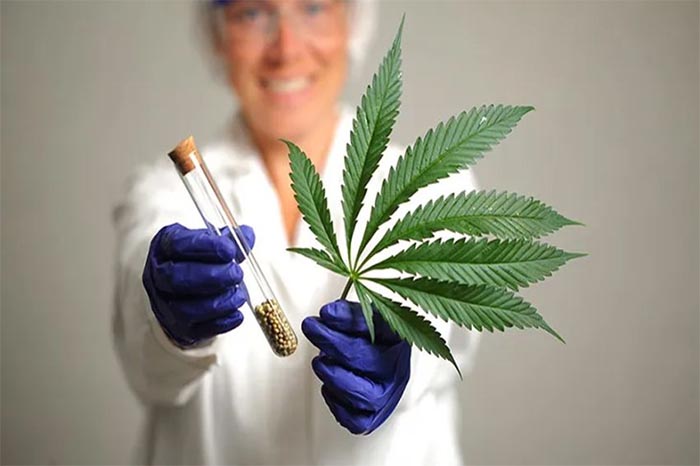 ilustrasi ganja