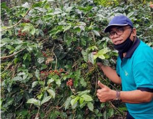 kopi bangli