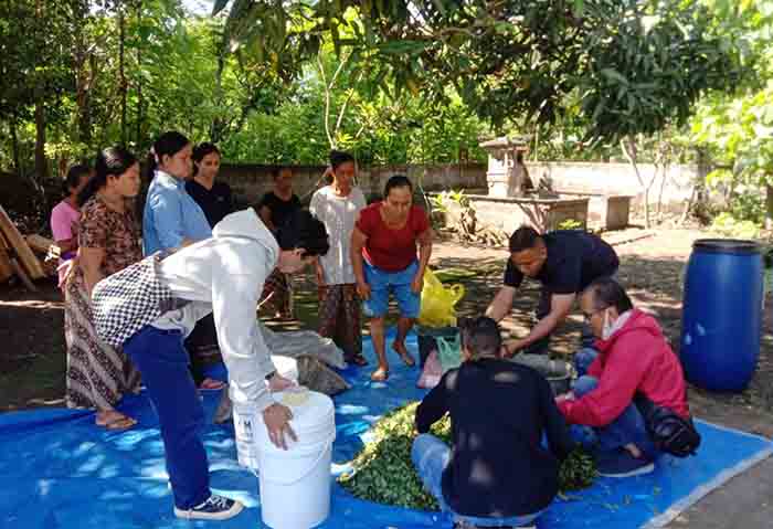 Tim pengabdian masyarakat Unwar sedang memberikan materi pelatihan cara membuat pakan ternak fermentasi bagi babi Bali, Rabu (3/8/2022).