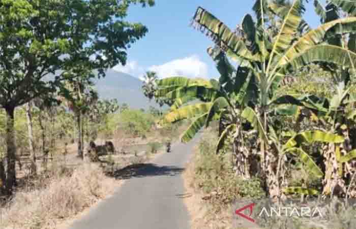 Lahan pertanian yang kering saat musim kemarau di Pulau Adonara.