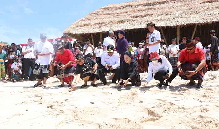 Bupati Badung I Nyoman Giri Prasta mendampingi Ketua DPR RI Puan Maharani melepas tukik di Pantai Pandawa Kutuh.