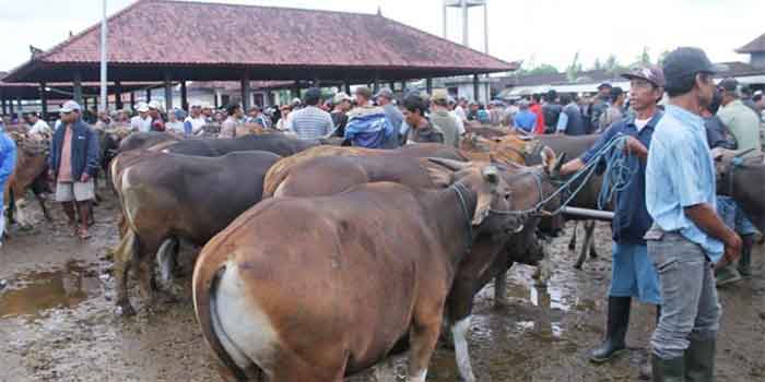 Aktivitas di Pasar Hewan Beringkit sebelum wabah PMK