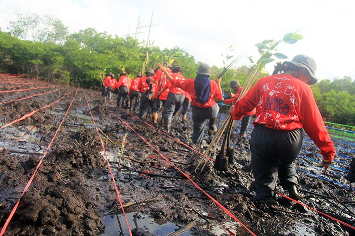 Kominutas Siap Darling (Sadar Lingkungan) menanam bibit Mangrove di Kawasan Hutan Mangrove Pemogan Denpasar, Bali, Rabu (31/08/2022) dalam kegiatan Djarumm Tress for Life (DTFL)