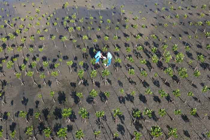 Ilustrasi Area konservasi tanaman mangrove