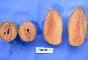 Poh Bikul.
