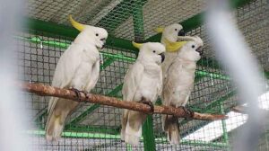 Burung-burung Kakatua yang berhasil di amankan oleh Polisi Kehutana BKSDA Provinsi Maluku