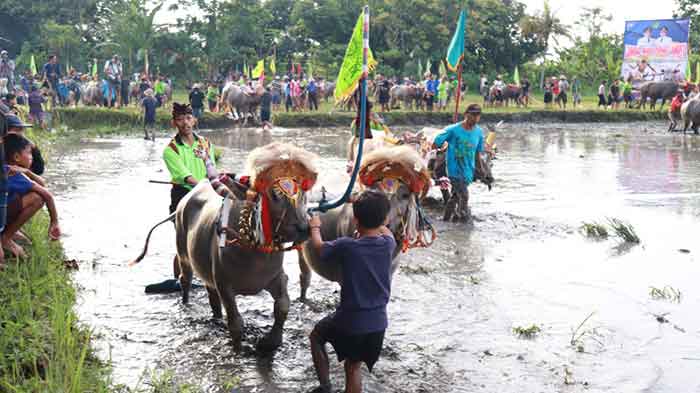 Sebanyak 40 pasang kerbau berlaga pada perlombaan Mekepung Lampit 2022 di banjar Peh desa Kaliakah, Minggu (13/11/2022).
