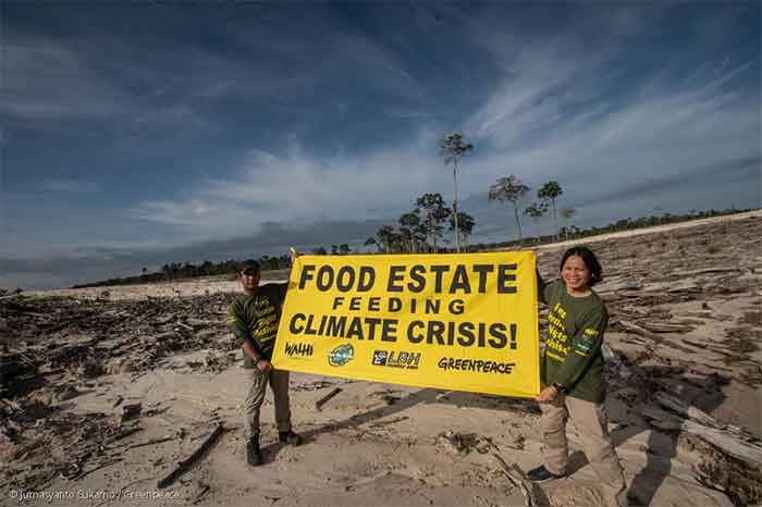 Puluhan aktivis Greenpeace, LBH Palangkaraya, Save Our Borneo, dan WALHI Kalimantan Tengah, membentangkan spanduk raksasa bertuliskan “Food Estate Feeding Climate Crisis” di area proyek food estate garapan Kementerian Pertahanan di Gunung Mas, Kalimantan Tengah.