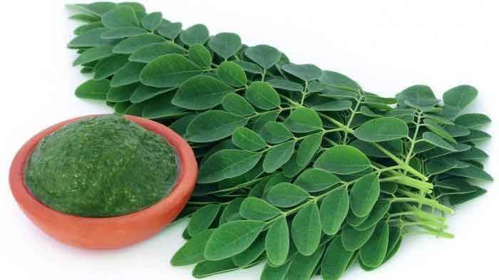 Daun kelor (marungga)