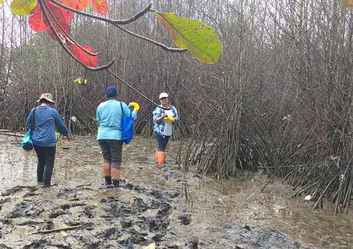Ratusan pohon mangrove dikawasan Poka diduga mati akibat limbah PLN.