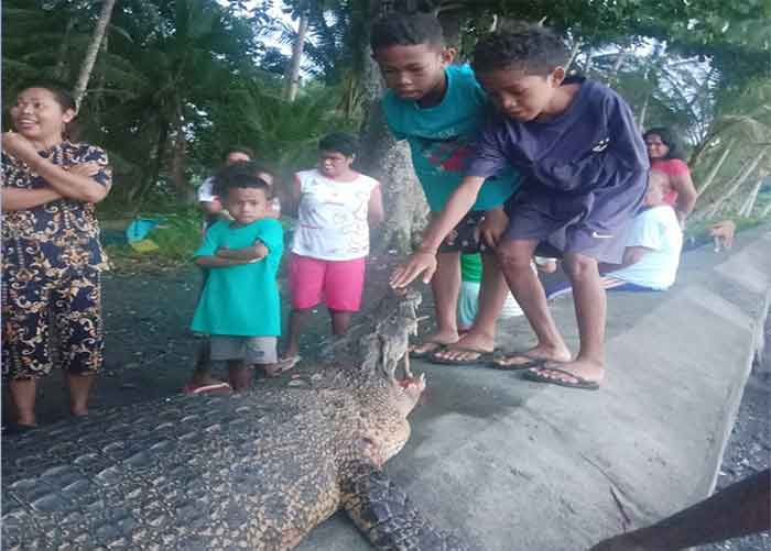 Buaya 3,2 meter di temukan dan dibunuh warga Negeri Tananahu