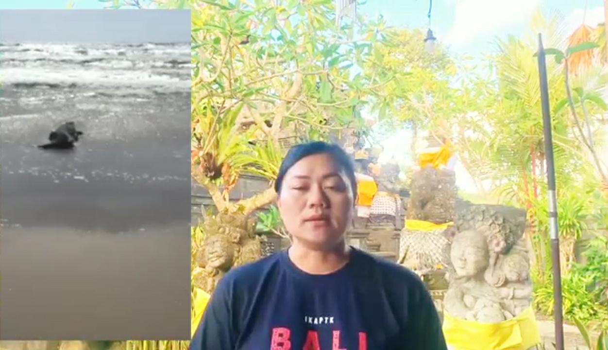 Video Penjelasan Lurah Legian Terkait Adanya Buaya di Pantai