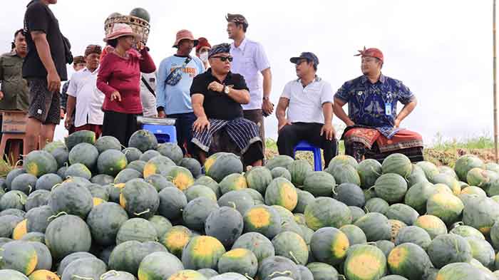 I Nengah Tamba turun langsung ke lapangan untuk mengetahui proses panen semangka, ia mengatakan hasil panen dapat mencapai 40 ton dalam 1 hektar lahan pertanian.