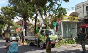 Perompesan pohon perindah di wilayah Legian