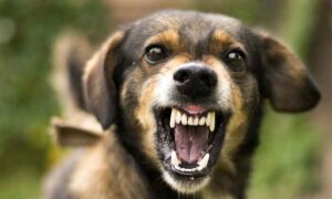 Ilustrasi anjing