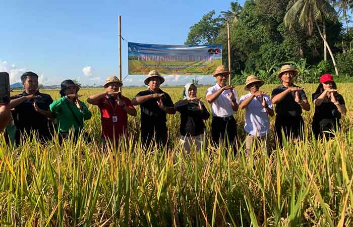 Badung Gelar Panen Padi Nusantara 1 Juta Hektar di Subak Aban