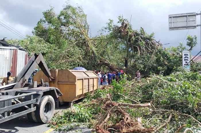 Angin Kencang Disertai Hujan, Pohon Tumbang di Lateri Akibatkan Jalan Poka dan Rumahtiga Macet Total