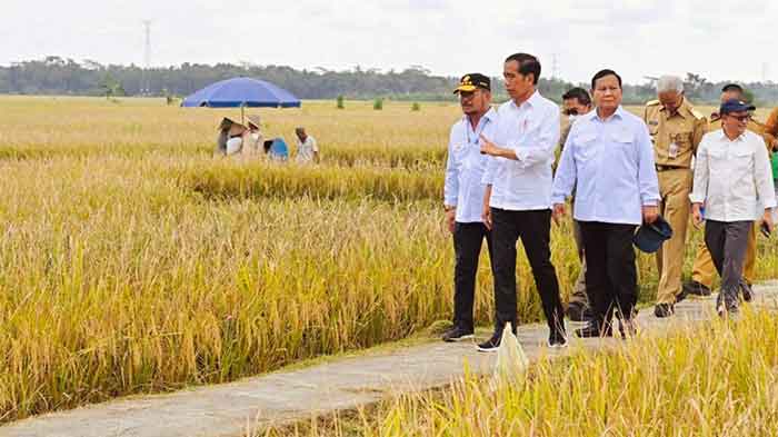 Presiden Jokowi Minta Badan Pangan…