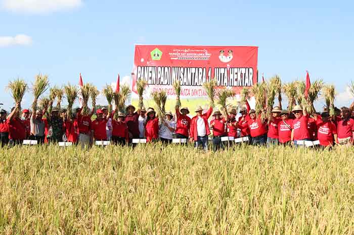 Pemkab Tabanan Buka Acara Panen Padi Nusantara 1 Juta Hektar di Subak Bengkel