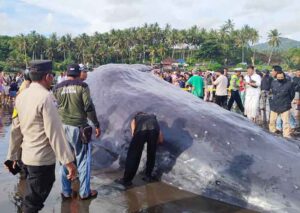 Ikan Paus Sperma terdampar di Pantai Yeh Leh Jembrana Bali