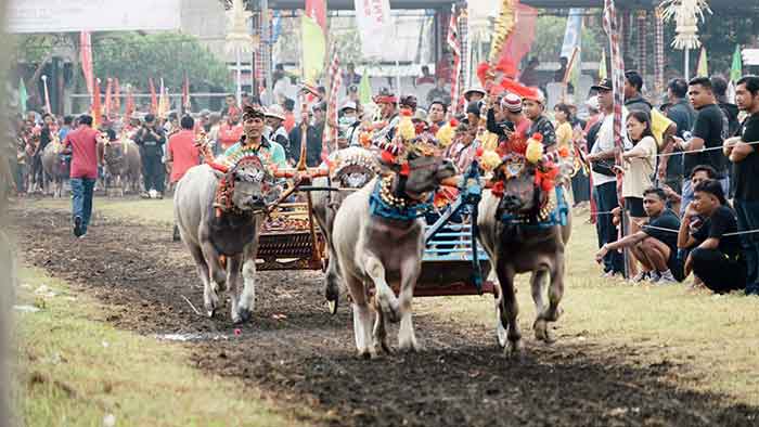 Gelaran Makepung Kapolres Cup Jembrana di sirkuit Mekepung Delodberawah, Mendoyo, Minggu (11/6/2023). (Foto: M-011)