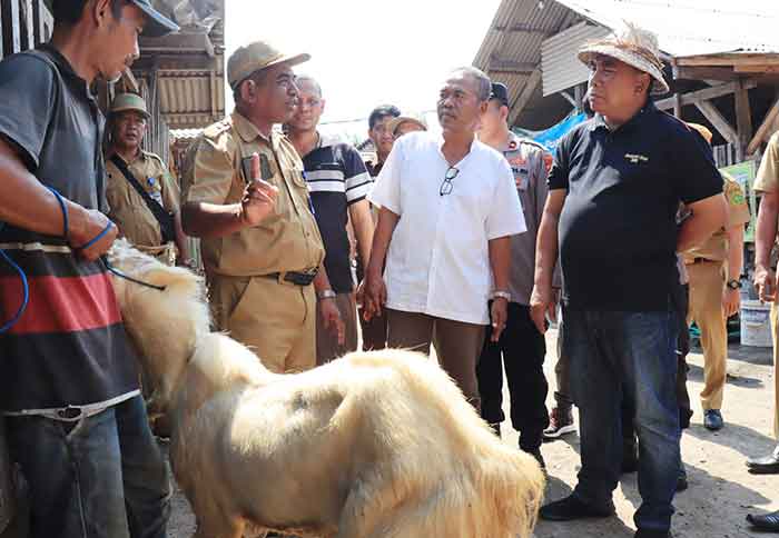 Bupati Jembrana I Nengah Tamba saat memantau pengecekan kesehatan hewan kurban. (Foto: Istimewa)