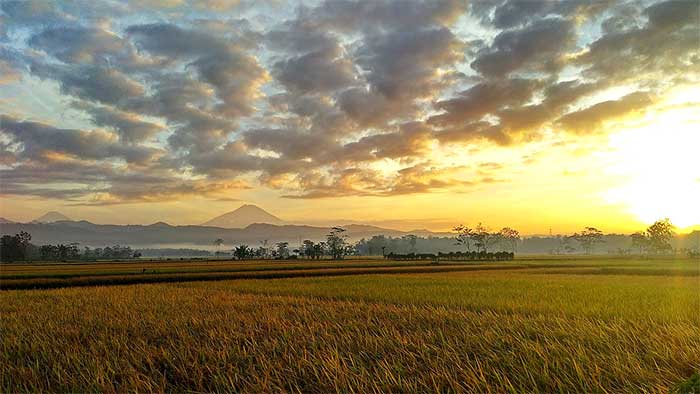 Ilustrasi hamparan sawah. (Foto: Net)