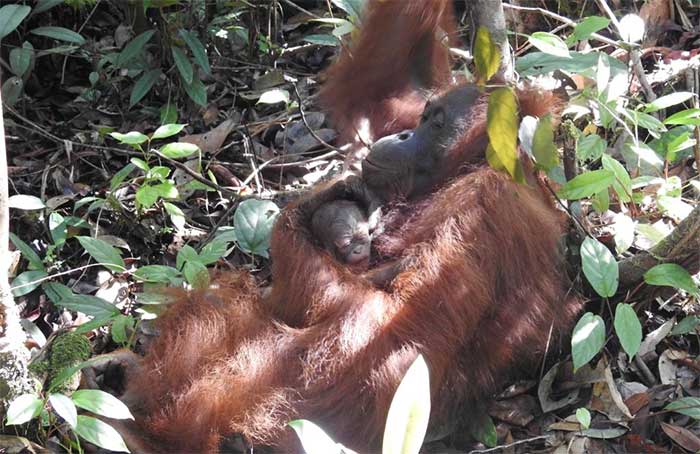 Orangutan Acuy Melahirkan di SML…