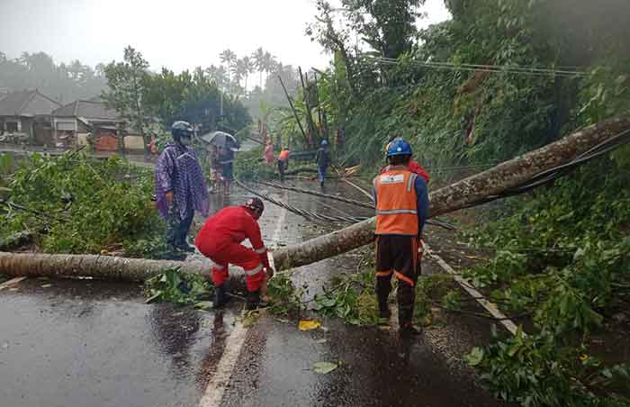 Penanganan pohon tumbang di jalan raya Desa Muncan, Kecamatan Selat, Kabupaten Karangasem