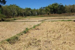 ilustrasi-sawah